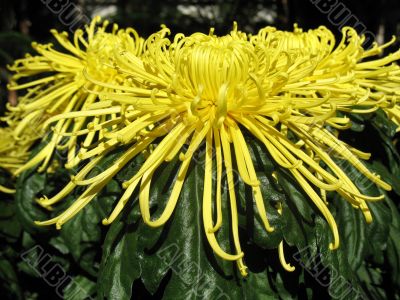 Chrysanthemums