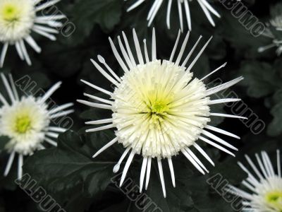Chrysanthemums