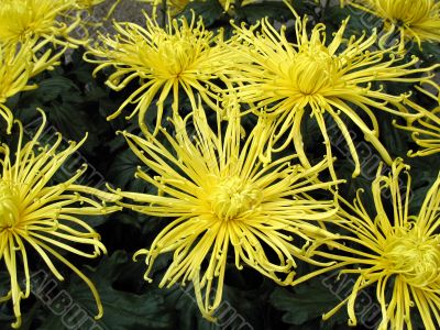 Chrysanthemums
