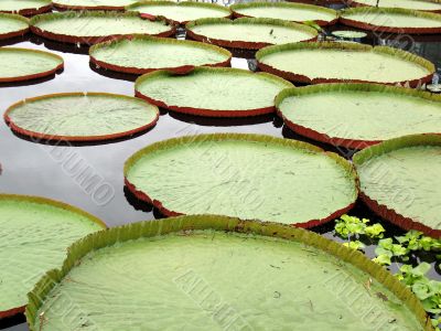 Water-platter