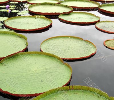 Water-platter
