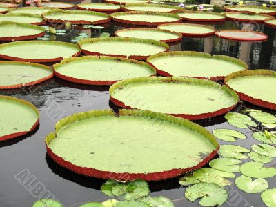 Water-platter