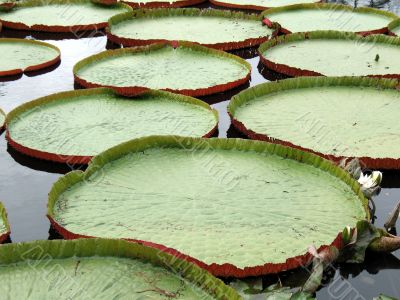 Water-platter