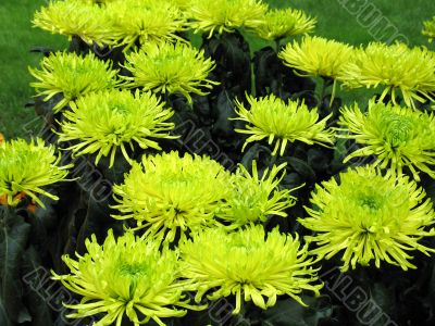 Chrysanthemums