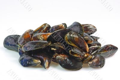 Raw Seafood