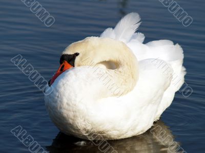 swan`s feather