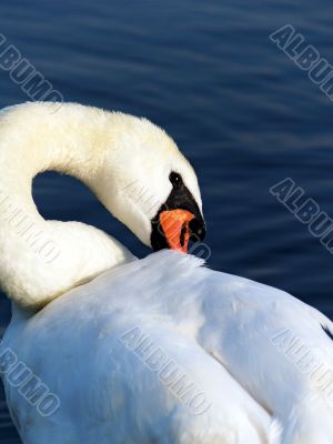 swan`s neck