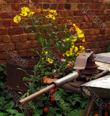 flower and rusty lever