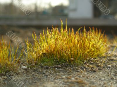 extra closeup of moss