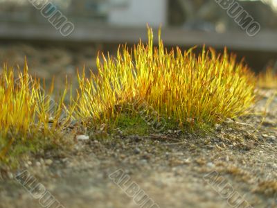 the moss