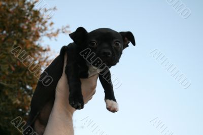 Puppy