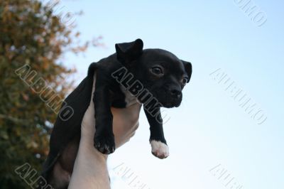 Puppy