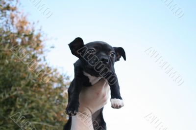 Puppy
