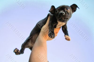 Puppy