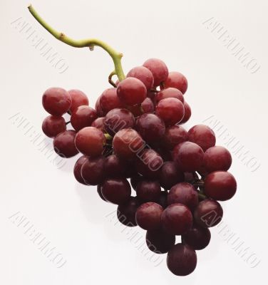 It is a branch of red grapes