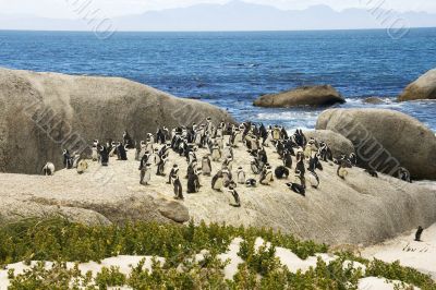 penguins