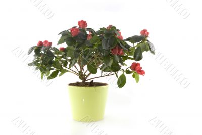 azalea