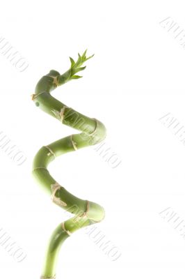 lucky bamboo