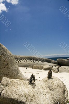 penguins