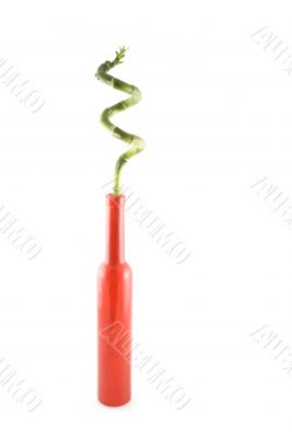 lucky bamboo