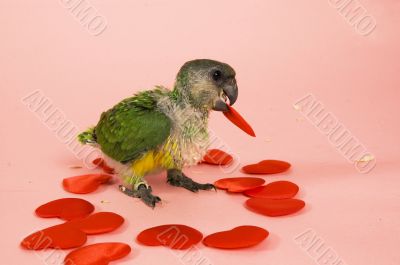 young baby parrot holding love in his mouth