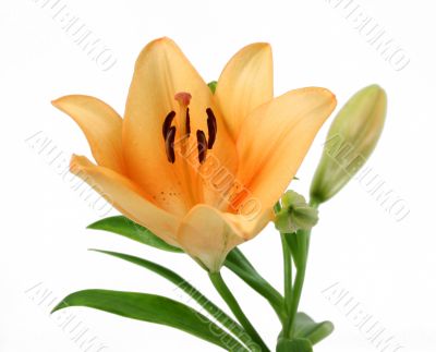 Pale Orange Day Lily