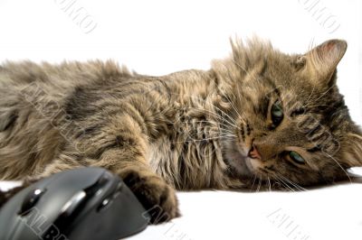 a cat and the computer mouse . isolated
