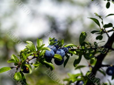 sloe branch