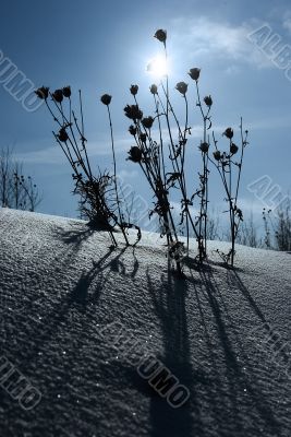 dry plants against sun