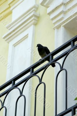 dove