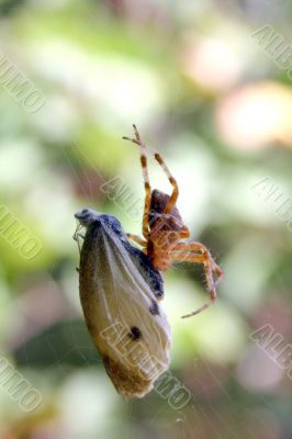spider eats butterfly