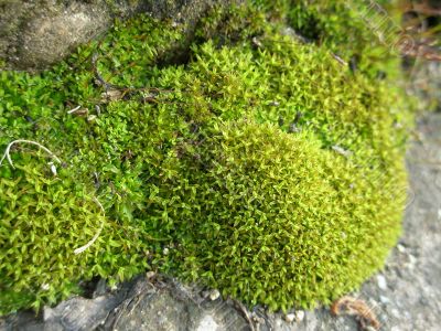 green moss closeup