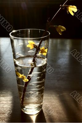 branch in glass