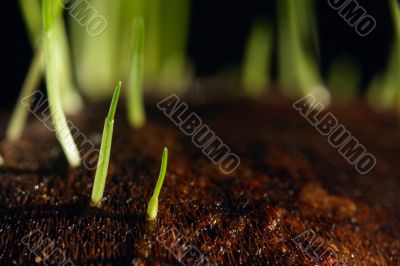 grass sprouts