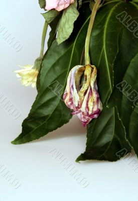 withered bouquet