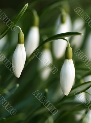 Snowdrop