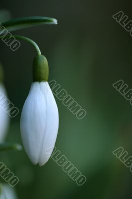 Snowdrop