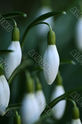 Snowdrop