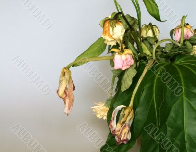 withered bouquet