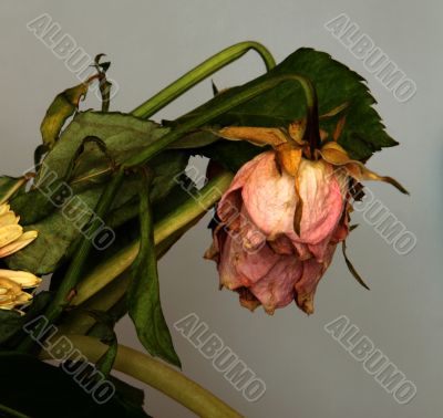 withered bouquet