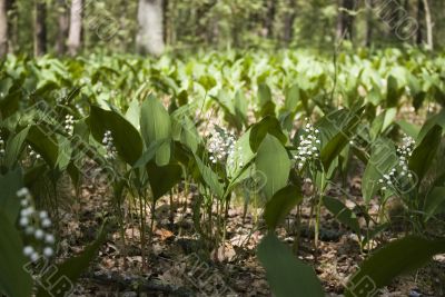 Lily of the valley.