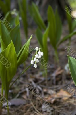 Lily of the valley