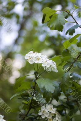 currant flowers