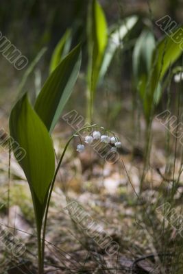 Lily of the valley.