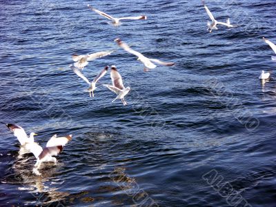 Seagulls