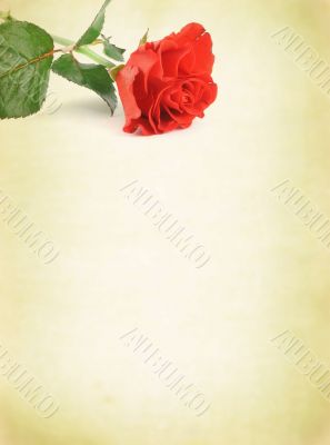 background with decorative rose