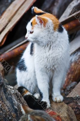 Beautiful Cat