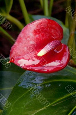 Flower Closeup