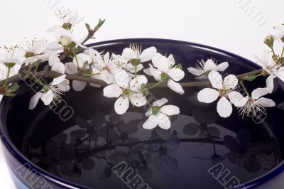 sakura