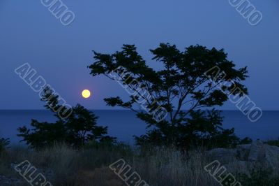 the silhouette tree